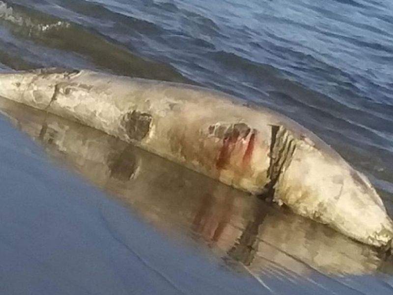 Divulgação / ONG Porto das Baleias de Itapuã