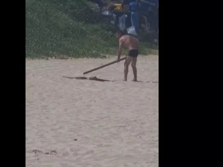 Reprodução Reprodução