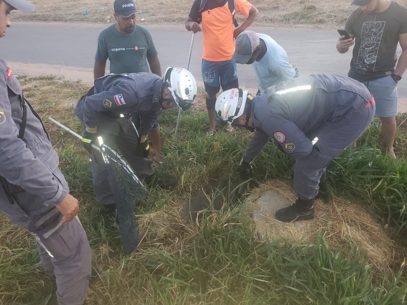 Divulgação Divulgação