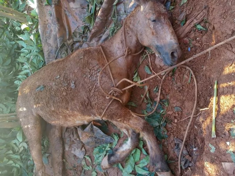 Reprodução / Redes Sociais Reprodução / Redes Sociais