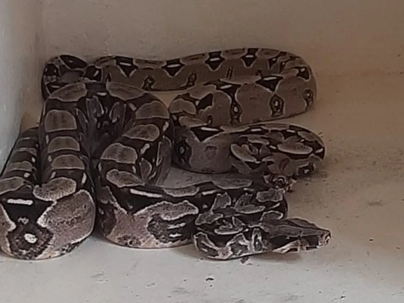 Divulgação/PM Divulgação/PM