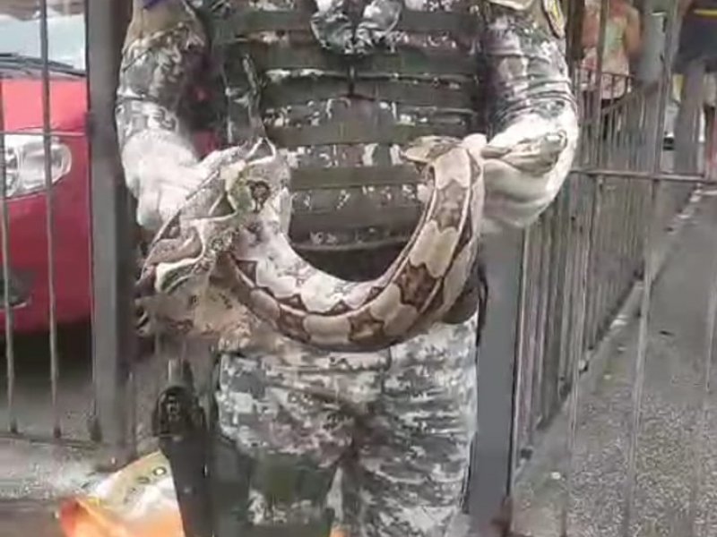 Divulgação GCM Divulgação GCM