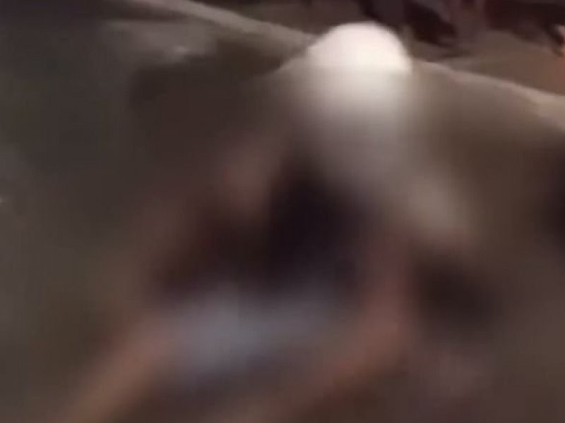 Divulgação Divulgação